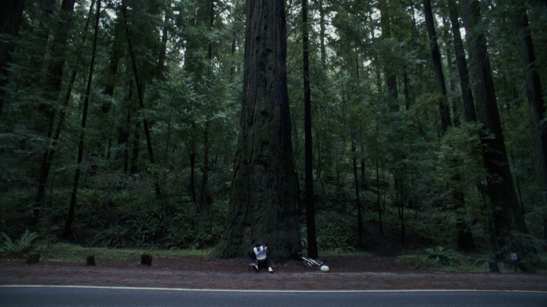 Reference still. A figure crouches at the base of a giant redwood, cool flat overcast light through the canopy.